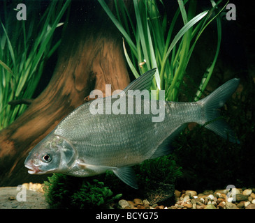 Abramis Brama / Süßwassersee Karpfen Brassen Stockfoto