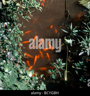 Carassius Auratus / Goldfische, Karpfen Stockfoto