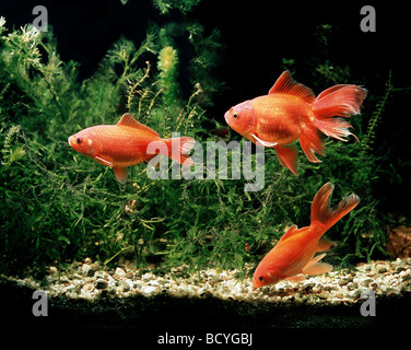 Carassius Auratus / Goldfische, Karpfen Stockfoto