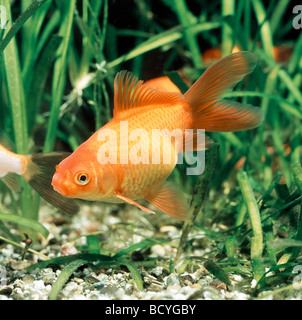 Carassius Auratus / Goldfische, Karpfen Stockfoto