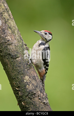 Juvenile Buntspecht Stockfoto