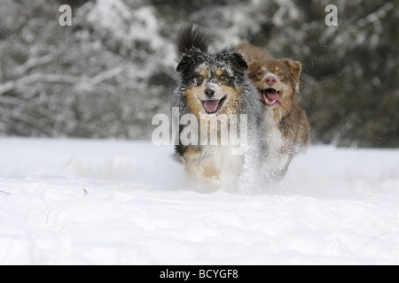 zwei Australian Shepherd Hunde - laufen im Schnee Stockfoto