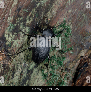 Lederschildkröten Boden Käfer / Carabus Coriaceus Stockfoto