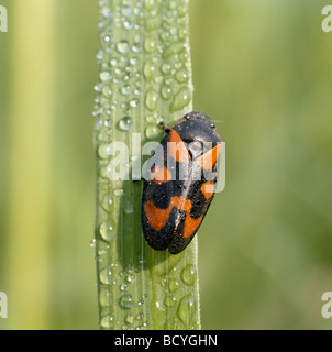 rot - und - schwarz Blutzikade auf Klinge / Cercopis Vulnerata Stockfoto