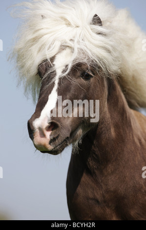 Classic Pony Pferd - Portrait Stockfoto