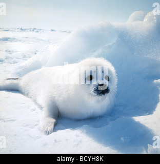 Phoca Groenlandica / Harfe Dichtung Stockfoto