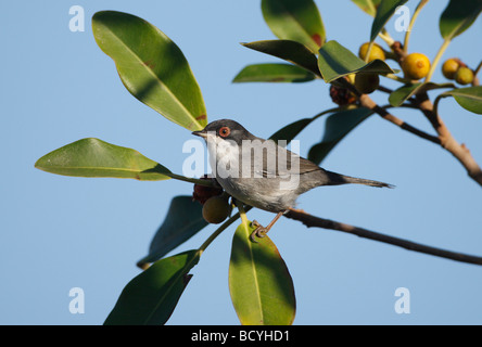 Sardische Grasmücke Sylvia Melanocephala thront auf Niederlassung in Spanien Stockfoto