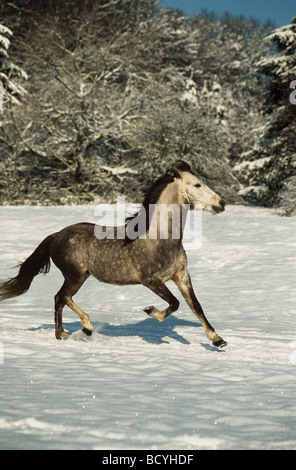 Connemara-Pferd im Galopp auf Schnee Stockfoto