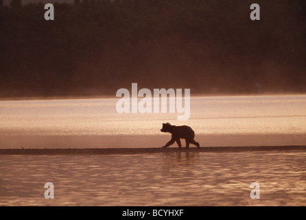 Brown Bear Cub Spaziergang bei Sonnenaufgang auf spucken / Ursus Arctos Stockfoto