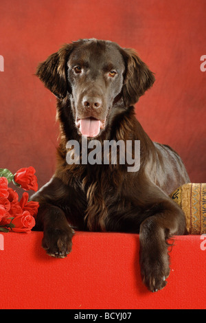 Flat Coated Retriever Hund - liegend vor rotem Hintergrund Stockfoto