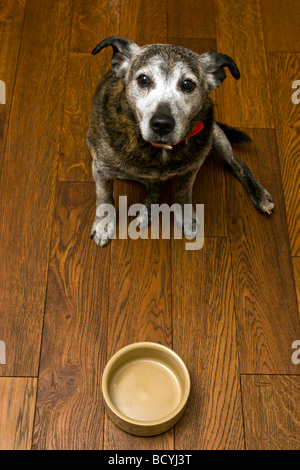 Hund mit leeren Futternapf Stockfoto