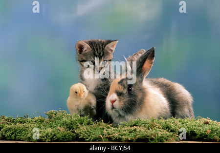 Tier-Freundschaft: Kaninchen und Huhn und Katze Stockfoto