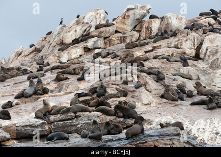 South African Cape Pelzrobben Arctocephalus percivali percivali Seal Island False Bay Western Cape Südafrika Stockfoto