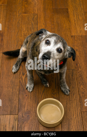 Hund mit leeren Futternapf Stockfoto