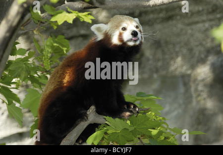 kleinere Panda, roter Panda auf AST / Ailurus Fulgens Stockfoto