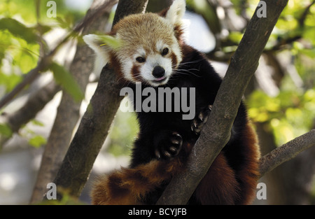 kleinere Panda, roter Panda auf AST / Ailurus Fulgens Stockfoto