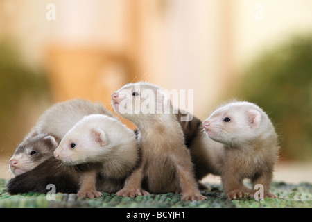 junge inländischen Iltissen / Mustela Putorius F. Furo Stockfoto