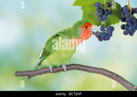 Pfirsich-faced Lovebird auf Ast mit Trauben / Agapornis Roseicollis Stockfoto