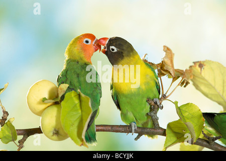 Fischers Lovebird mit maskierten Lovebird auf AST / Agapornis Personatus Fischeri Stockfoto