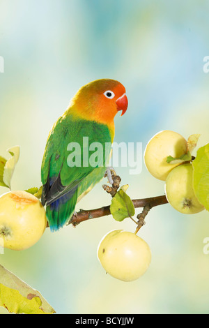 Fischers Lovebird auf Ast mit Äpfeln / Agapornis Personatus Fischeri Stockfoto