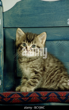Tabby Kitten auf Stuhl sitzend Stockfoto