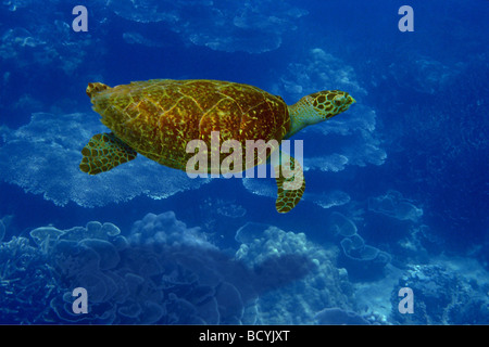 grüne Schildkröte, Fleisch Schildkröte, Turtle rock / Chelonia Mydas Stockfoto
