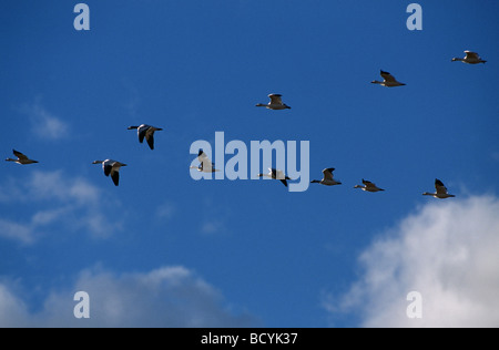 Schneegänse fliegen / Anser Caerulescens Stockfoto