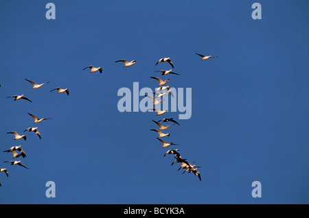 Schneegänse fliegen / Anser Caerulescens Stockfoto