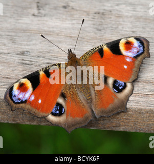 Tagpfauenauge Inachis Io ruht auf hölzernen Gartenbank Stockfoto