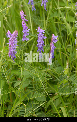 Getuftete Wicke, Vicia Cracca, Wildblumen, Flotte Tal, Dumfries & Galloway, Schottland Stockfoto