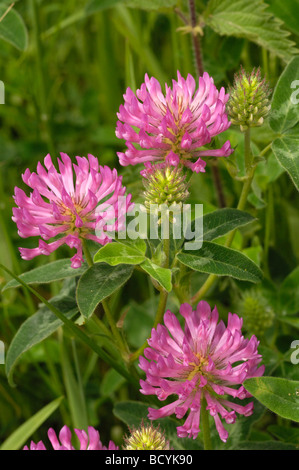 Rotklee, Trifolium Pratense, Wildblumen, Flotte Tal, Dumfries & Galloway, Schottland Stockfoto