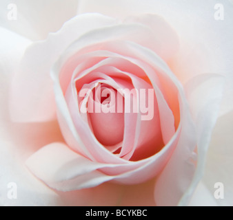 Elizabeth Casson Rose Stockfoto