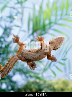 Ptychozoon Kuhli / fliegen Gecko Stockfoto