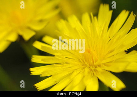 Katze-Ohr, Hypochaeris Radicata, Wildblumen, Flotte Tal, Dumfries & Galloway, Schottland Stockfoto