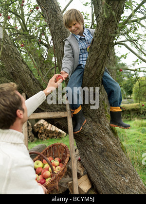 Vater und Sohn Apfelernte in den Bäumen Stockfoto