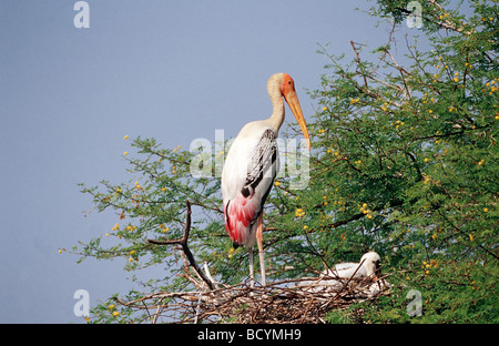 Ibis Leucocephalus / Storch gemalt Stockfoto