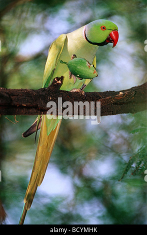 Geflohen waren / Rose-beringt, Wellensittich, Halsbandsittich Stockfoto