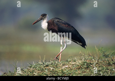 Wolly-necked Storch / Ciconia Episcopus Stockfoto