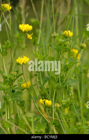 Größere Vogels-Fuß-Kleeblatt, Lotus Pedunculatus, Wildblumen, Flotte Tal, Dumfries & Galloway, Schottland Stockfoto