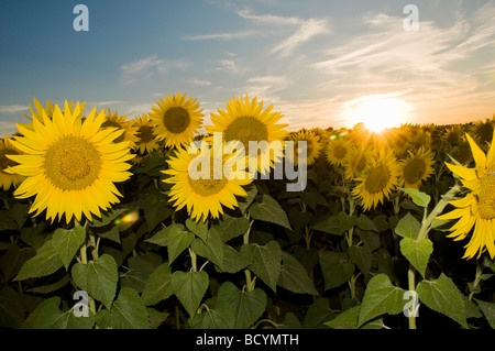 Felder von elegant und farbenfroh blühenden Sonnenblumen im Sommer Sonnenuntergang in Bulgarien Stockfoto