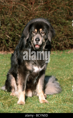 Tibetisch Dogge. Erwachsener Hund sitzen auf einer Wiese Stockfoto