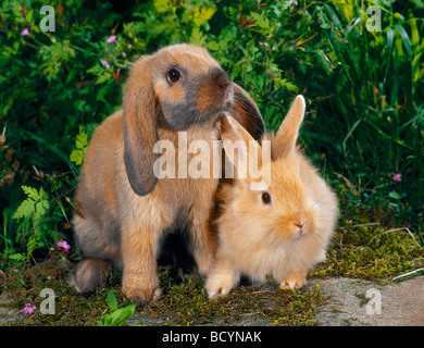 Zwei Zwergkaninchen sitzen nebeneinander Stockfoto