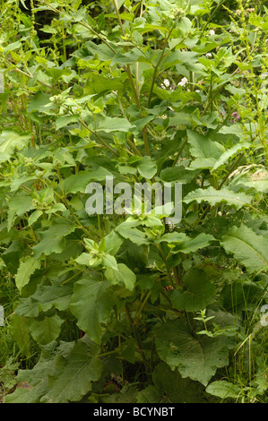 Geringerem Klette, Arctium minus, Wildblumen, Flotte Tal, Dumfries & Galloway, Schottland Stockfoto