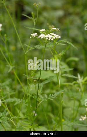 Aufrechte Hedge-Petersilie, Torilis Japonica, Wildblumen, Flotte Tal, Dumfries & Galloway, Schottland Stockfoto