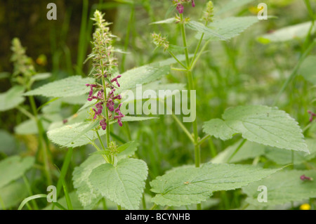 Hedge Woundwort, Niederwendischen Sylvatica, Wildblumen, Flotte Tal, Dumfries & Galloway, Schottland Stockfoto