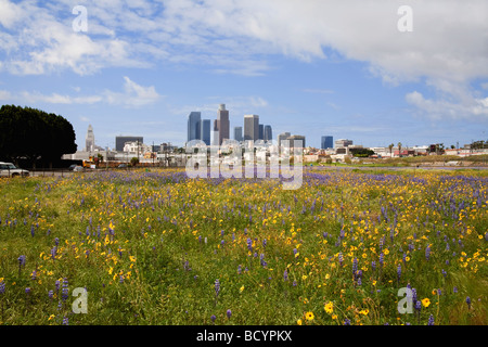 Skyline von Los Angeles State Historic Park von Los Angeles. Bereich der Lupine und Wüste Sonnenblumen im Vordergrund. Kalifornien, USA Stockfoto