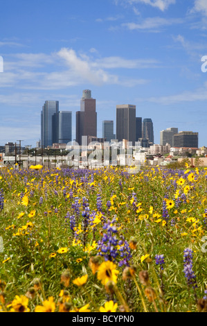 Skyline von Los Angeles State Historic Park von Los Angeles. Bereich der Lupine und Wüste Sonnenblumen im Vordergrund. Kalifornien, USA Stockfoto