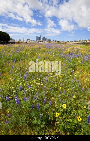 Skyline von Los Angeles State Historic Park von Los Angeles. Bereich der Lupine und Wüste Sonnenblumen im Vordergrund. Kalifornien, USA Stockfoto