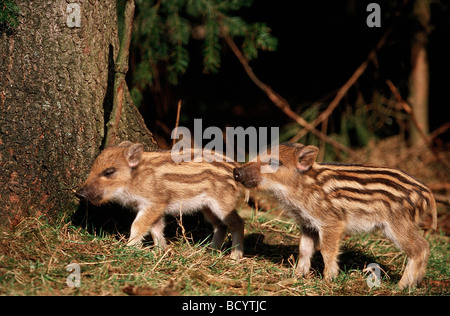 Wildschwein - zwei jungen / Sus Scrofa Stockfoto