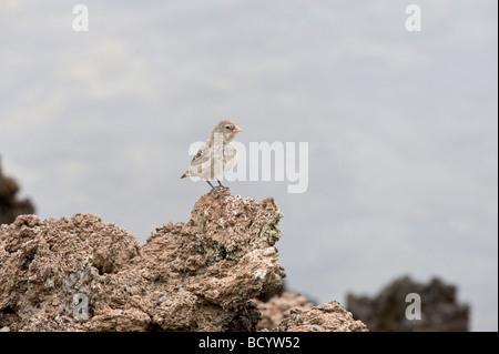 Mittlerer Boden Finch (Geospiza Fortis) unreif thront auf Lavastein Punta Albemarle Isabela Galapagos Ecuador Pazifischen Ozean Stockfoto